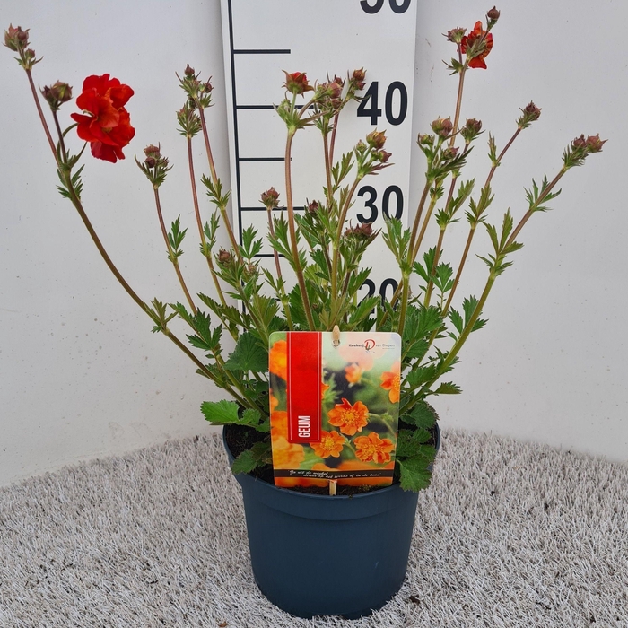 <h4>Geum Scarlet Tempest P19</h4>