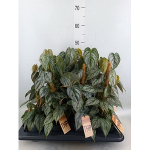 Philodendron brandtianum