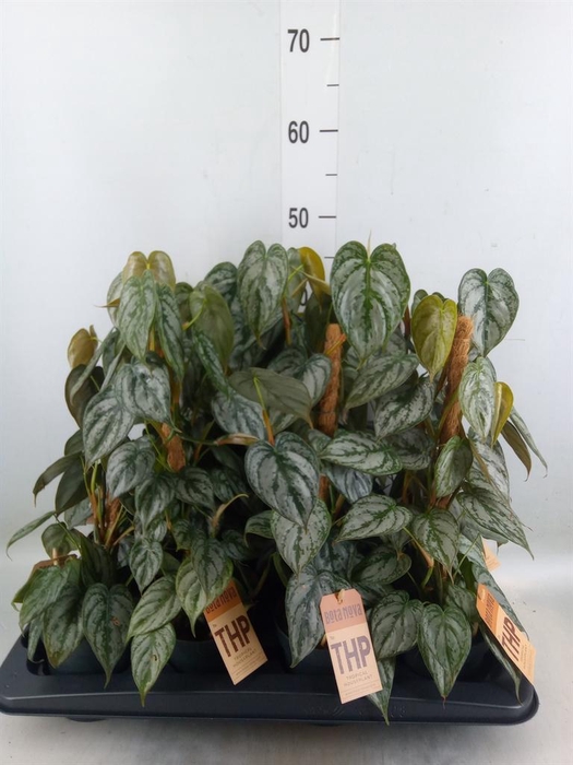 <h4>Philodendron brandtianum</h4>