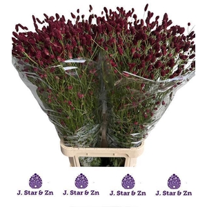 SANG OFFICINALIS