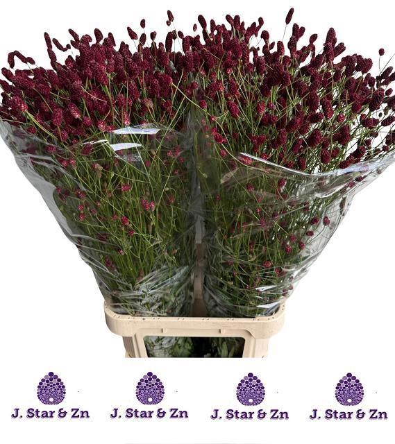 <h4>SANG OFFICINALIS</h4>