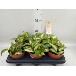 Hoya carnosa 'Tricolor'