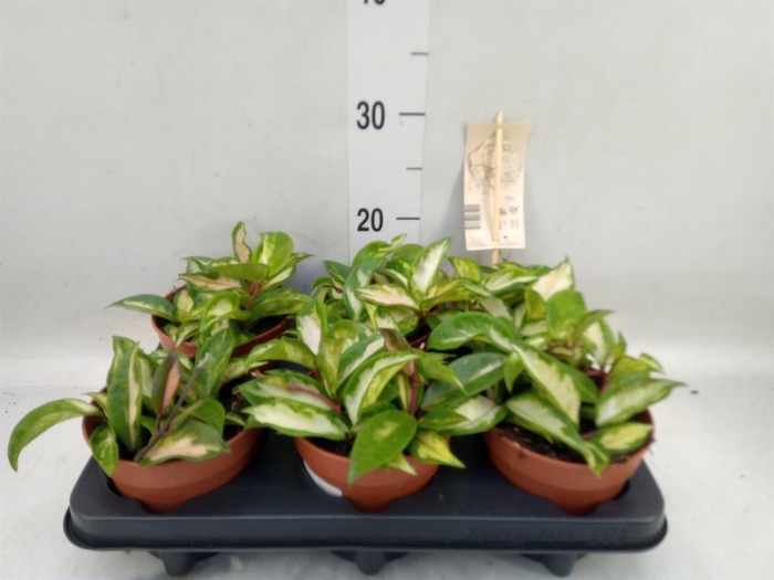 <h4>Hoya carnosa 'Tricolor'</h4>