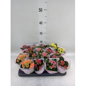 Kalanchoe blos.   ..rosebud mix  4