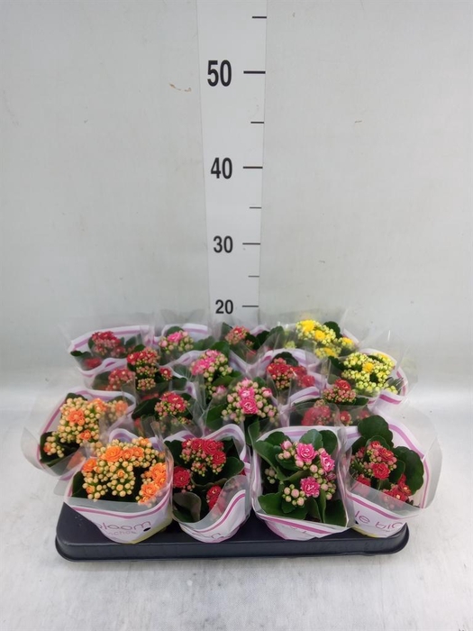 <h4>Kalanchoe blos. ..rosebud mix 4</h4>