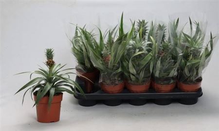 Ananas Ov