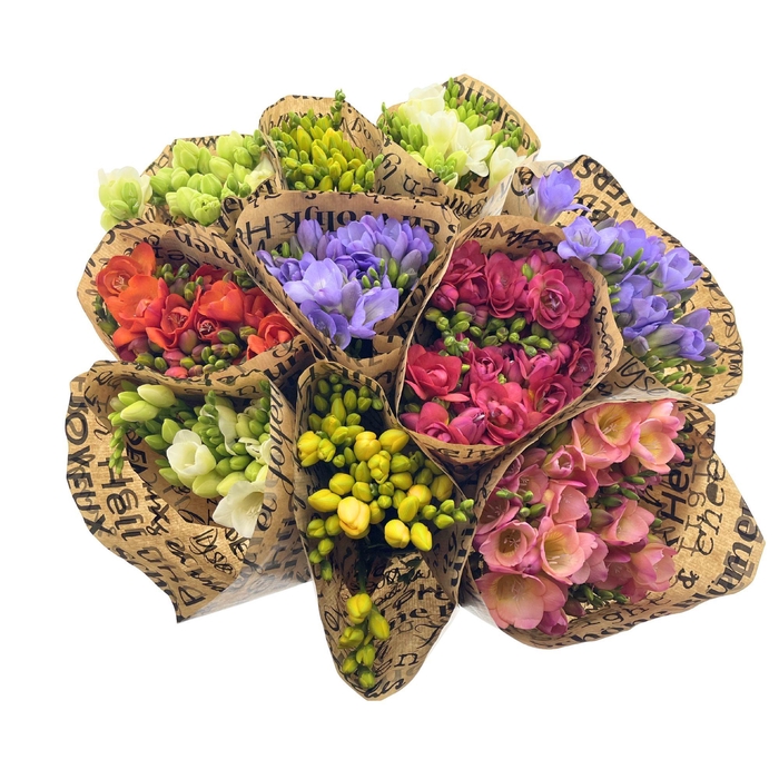 <h4>BQ Mono Freesia 10 stems mix</h4>