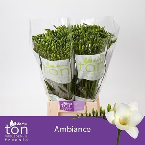Freesia enk Ambiance