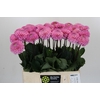 Dahlia Wizard of Oz