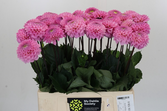 <h4>Dahlia Wizard of Oz</h4>