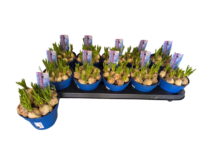 <h4>MUSCAR ATLANTIC</h4>