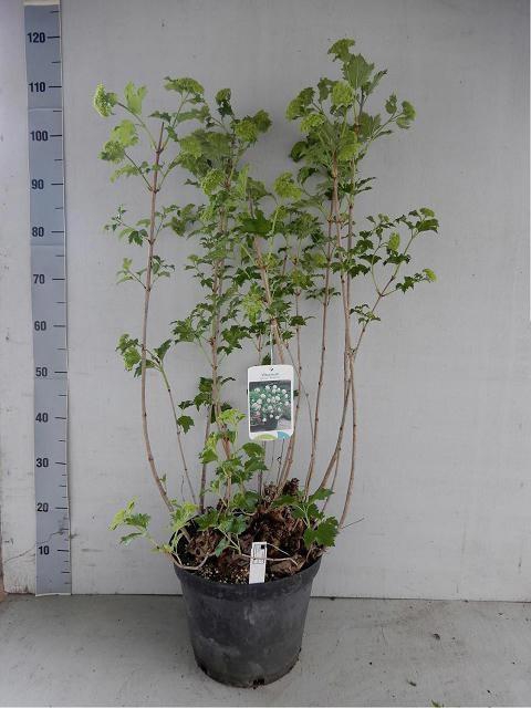 <h4>VIBU OP ROSEUM</h4>