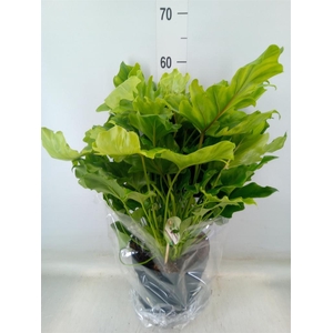 Philodendron bipinn. 'Little Hope'