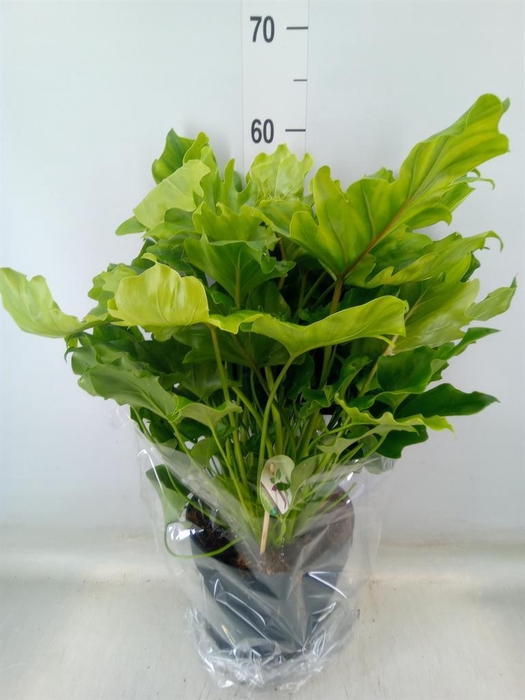 <h4>Philodendron bipinn. 'Little Hope'</h4>