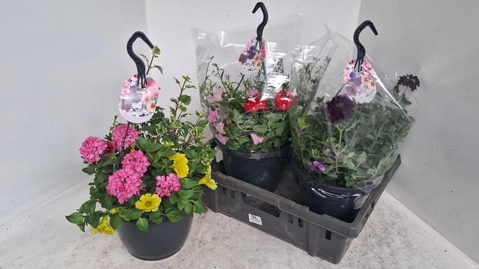 <h4>PERKPL GEM IN POT</h4>