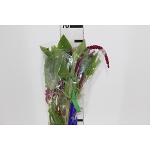 AMARANTHUS VERMELHO PENDENTE 070 CM