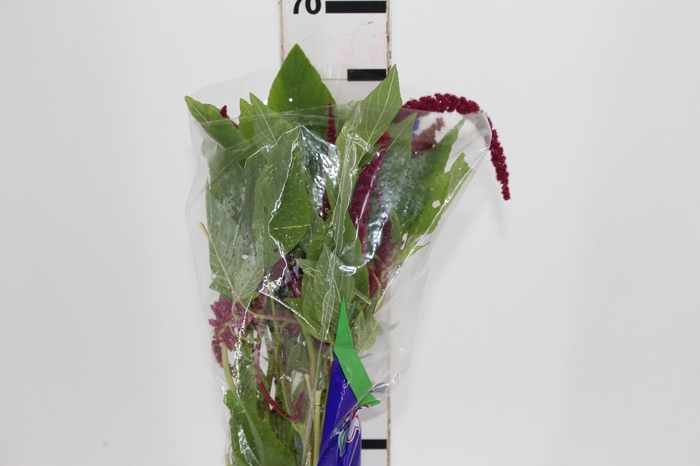 AMARANTHUS VERMELHO PENDENTE 070 CM