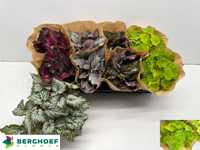 <h4>BEG BEL GEM</h4>