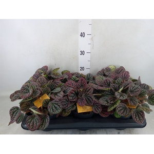 Peperomia