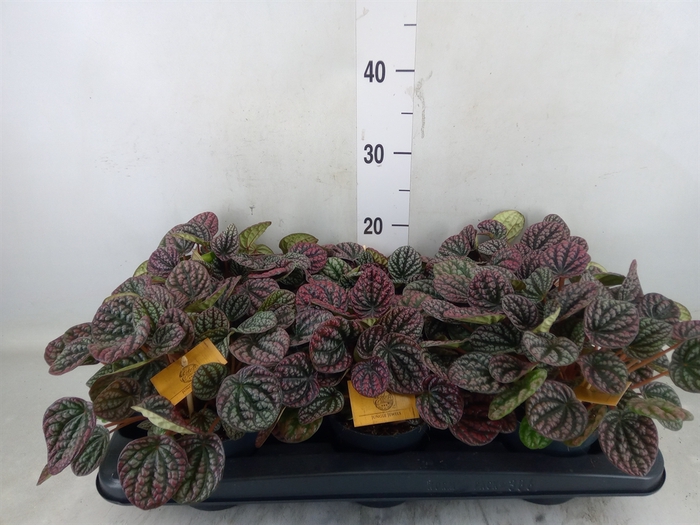 <h4>Peperomia</h4>