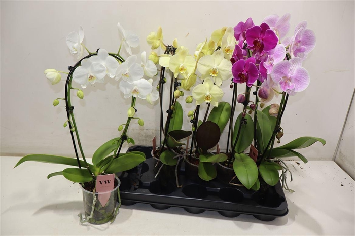 <h4>Phal Gem Boog</h4>