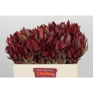 Leucadendron Jester Spray