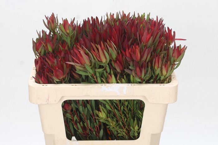 <h4>LEUCAD SAL BLUSH</h4>