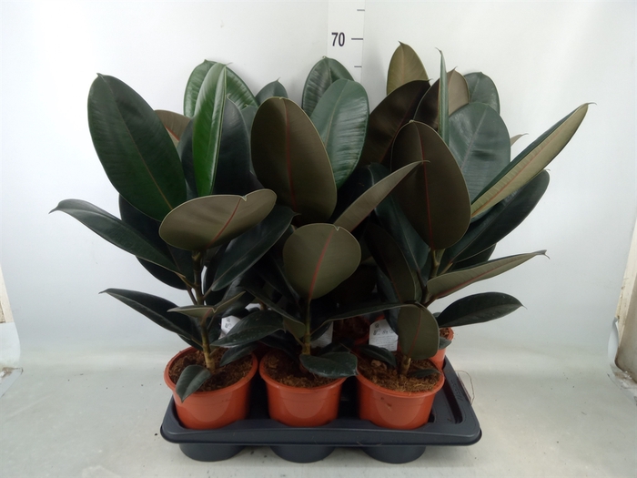 <h4>Ficus elastica 'Abidjan'</h4>