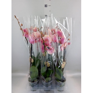 Phalaenopsis   ...