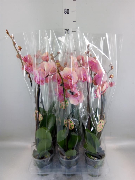 <h4>Phalaenopsis   ...</h4>