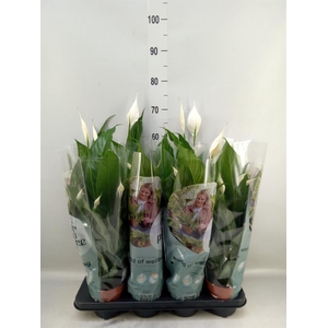 Spathiphyllum  'Sweet Chico'