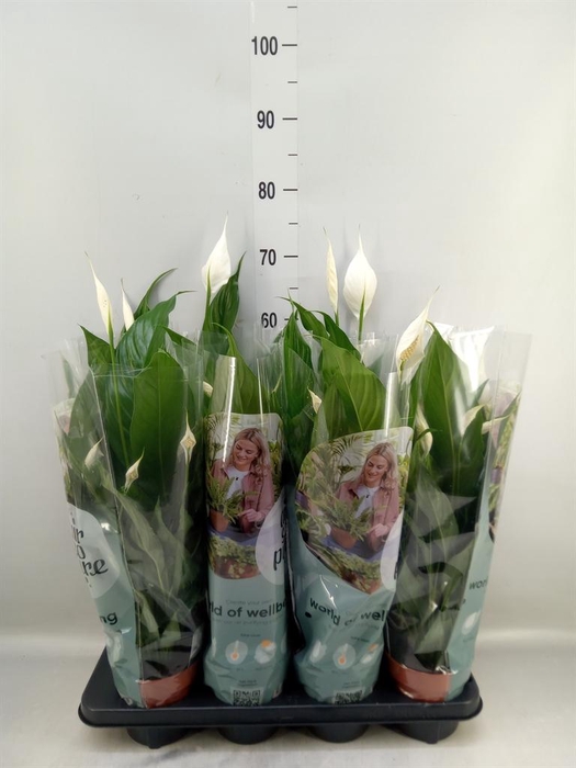 <h4>Spathiphyllum  'Sweet Chico'</h4>