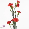 DI TR COL PINATA SUNDROPS X25
