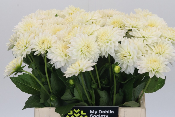 Dahlia White Cap