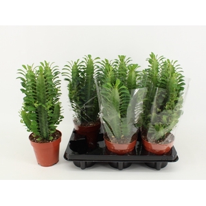 EUPHOR TRIGONA