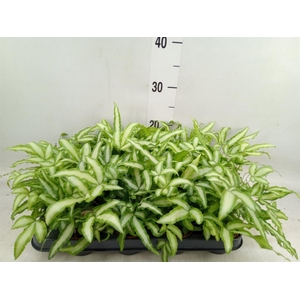 Pteris cretica 'Albolineata'