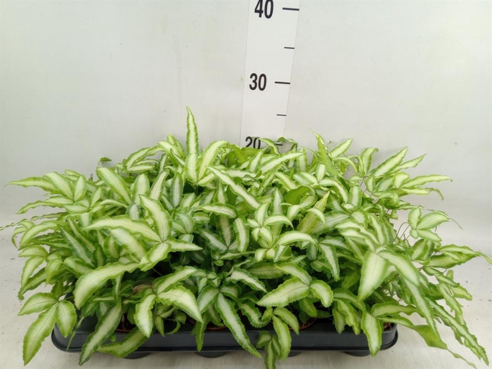 <h4>Pteris cretica 'Albolineata'</h4>