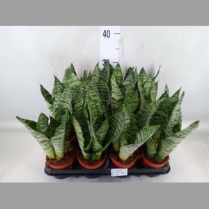 Sansevieria zeylanica