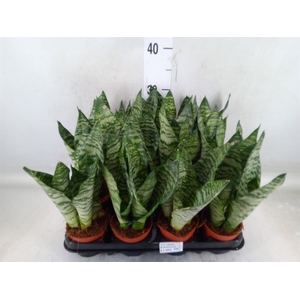 Sansevieria zeylanica