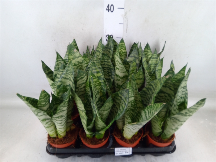 <h4>Sansevieria zeylanica</h4>