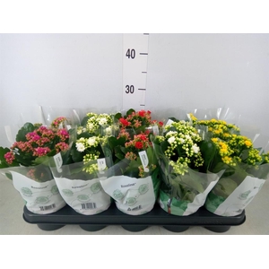 Kalanchoe blos. 'Rosalina'  ..mix 5