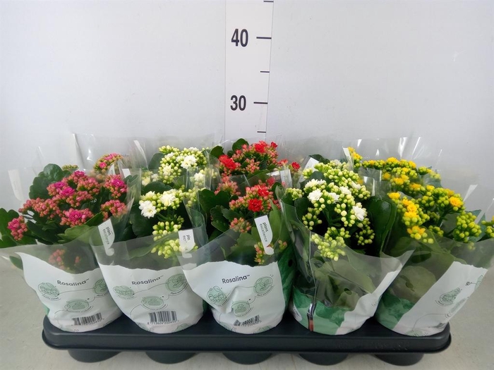 <h4>Kalanchoe blos. 'Rosalina'  ..mix 5</h4>