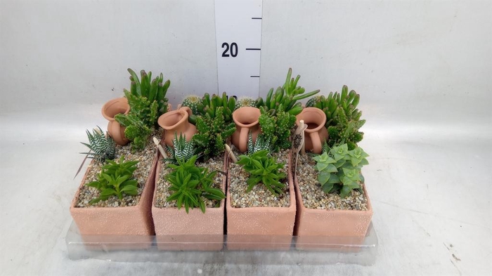 <h4>Arr.  Cactus L%</h4>