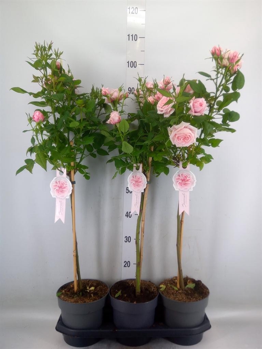 <h4>Rosa ST  ...</h4>