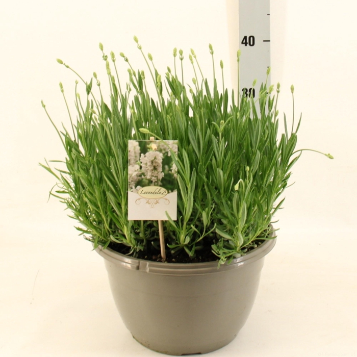 <h4>LAVAN AN AROMA WHITE</h4>