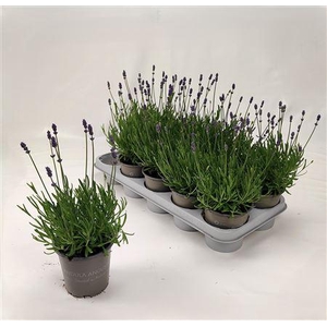 Lavan An Essence Pur