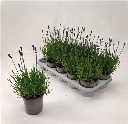 <h4>Lavan An Essence Pur</h4>