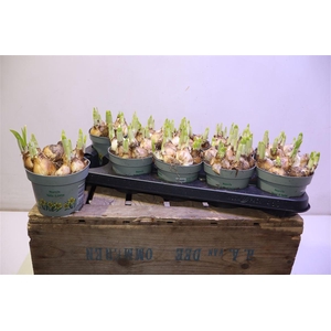 arr8 Narc O Tete A Tete