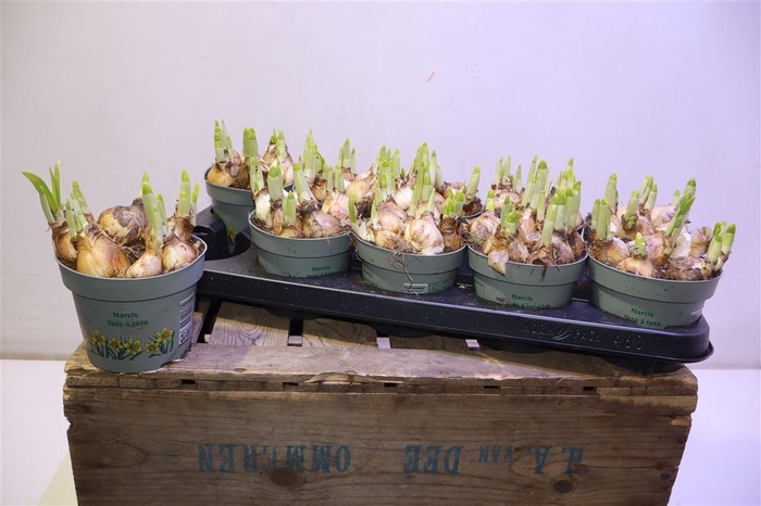 <h4>arr8 Narc O Tete A Tete</h4>