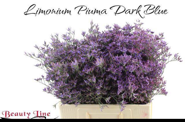 <h4>LIM PIUMA DARK BLUE</h4>